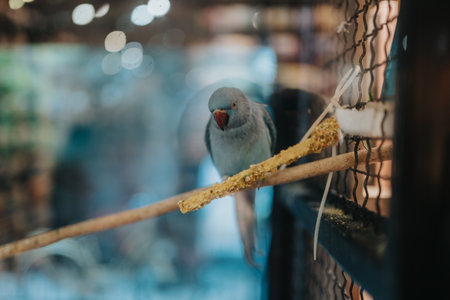 Blue parrot in a cage perched on a wooden perch inside a cozy pet shop displayの写真素材