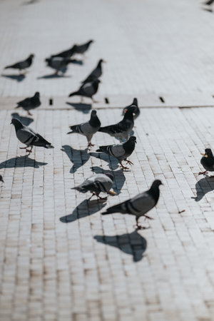 Pigeons on a sunlit tiled square create a calm urban scene with shadows and motionの写真素材