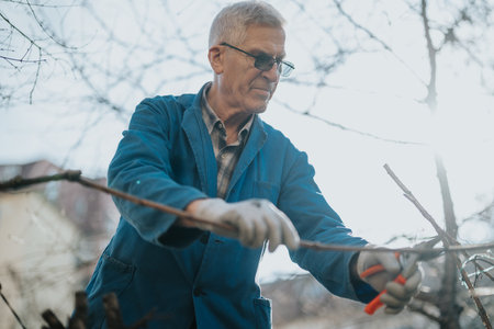 Senior man pruning branches with saw and gloves outdoors in blue jacket, focused on yard work and...