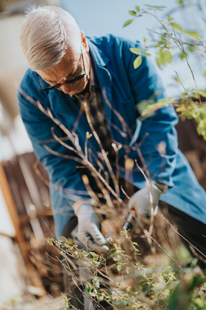 Older man gardening in gloves pruning shrubs outdoors, focused on plants and nature