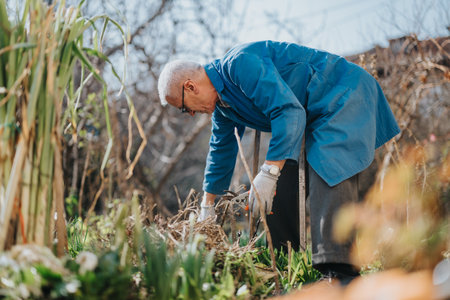 Elderly man in blue coat pruning garden plants with gloves outdoorsの写真素材