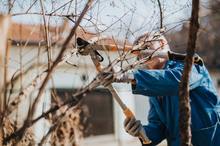 Worker in blue jacket prunes bare branches with loppers in a garden or orchard todayの写真素材