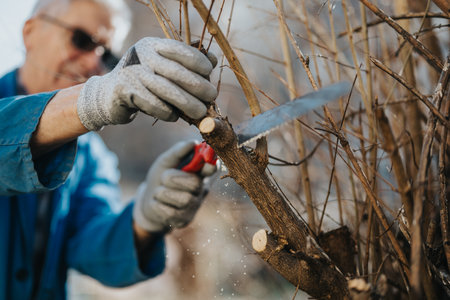 Man pruning a tree branch with a handsaw and pruning shears outdoors in glovesの写真素材