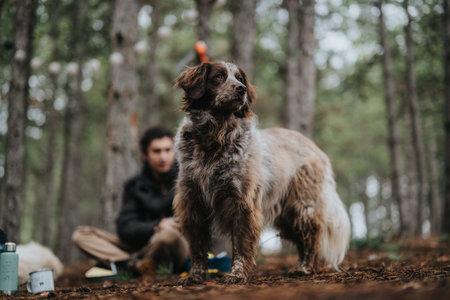 Dog standing alert during a camping trip in a pine forest with a man sitting behind