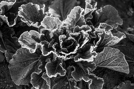 cabbage Flowerの写真素材