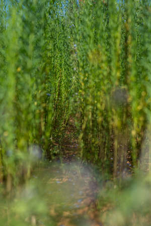 green plantの写真素材