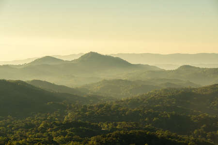 tree on moutain in morning