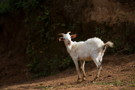 Goat on green meadowの写真素材