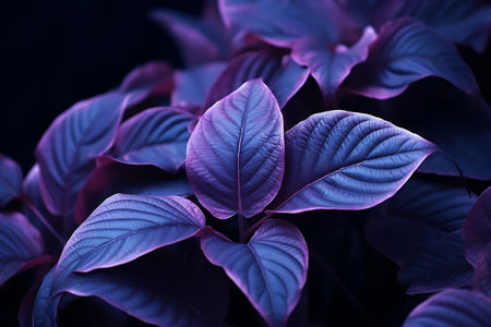 Purple leaves on a dark background. Shallow depth of field.の素材