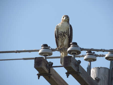 Redtailed Hawk