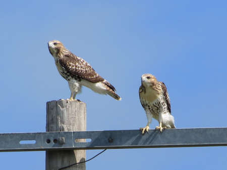 Hawksの写真素材