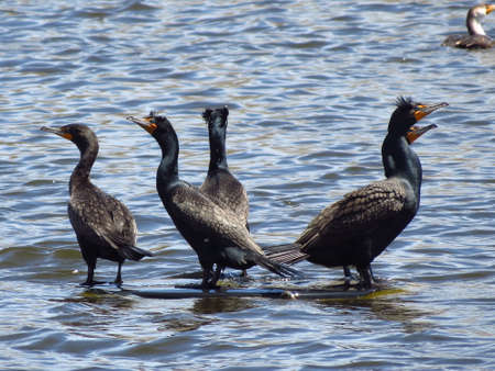 Double Crested Cormorantの写真素材