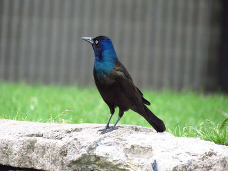 Black birdの写真素材