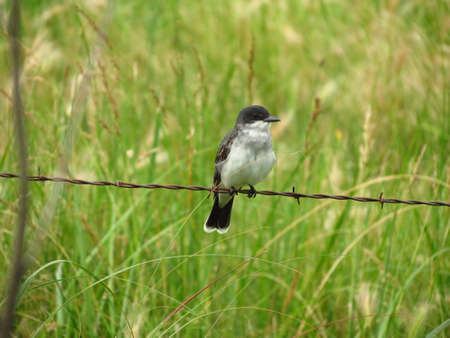 Bird on a wireの写真素材