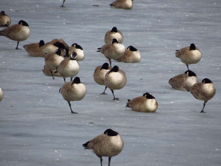 Geese on iceの写真素材