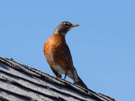 Robin on the roof topの写真素材