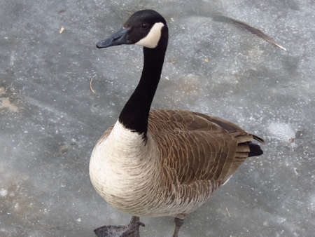 Gooseの写真素材