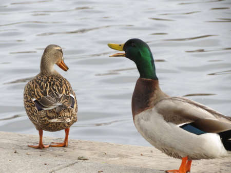 Male Mallard yelling at femaleの写真素材