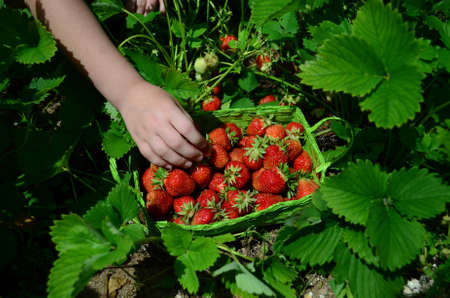 Ripe strawberry in the wicker basketの写真素材