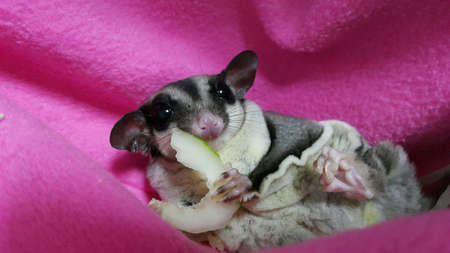 The sugar glider eating cucumberの素材