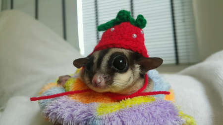 Pet lovely sugar glider wearing a red hatの素材