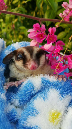 A sugar glider is blinking her eyes with pink flowerの素材