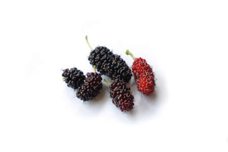 Mulberry isolated on white backgroundの写真素材