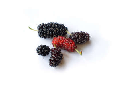 Mulberry isolated on white backgroundの写真素材