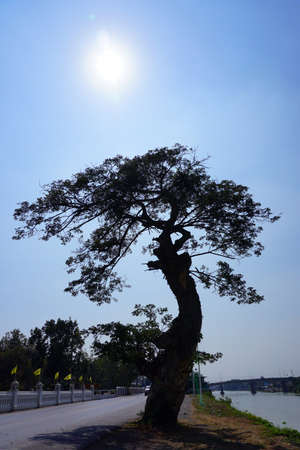 The big tree backlight by the sun with blue skyの写真素材