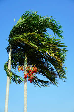 tropical palm with blue sky