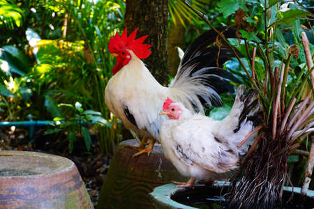 Rooster chickenの写真素材