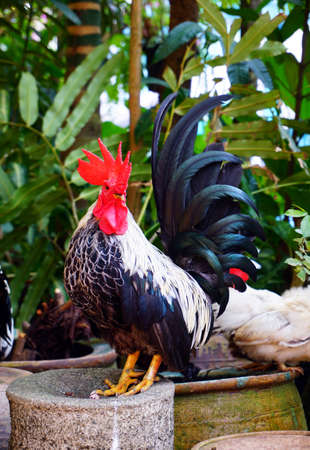 Rooster chickenの写真素材
