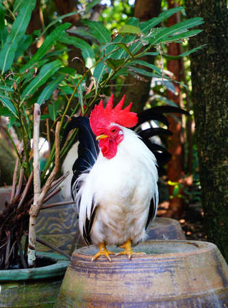 Rooster chickenの写真素材