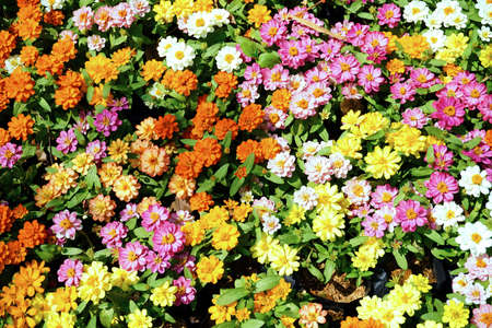 Colorful flower background