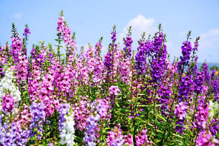 purple and pink flowerの写真素材