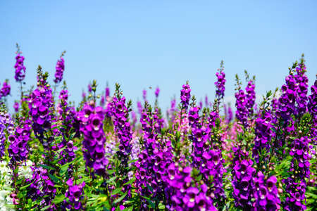 purple flowerの写真素材