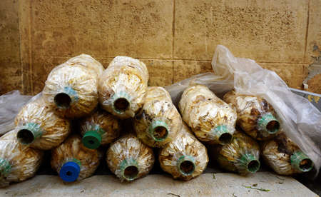 Mushrooms cultivate in the farmの写真素材