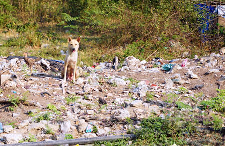 Stray female dog , Stray mother dog in poor areaの写真素材