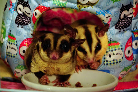 Two sugar gliders eating dry worm in her litlle houseの写真素材