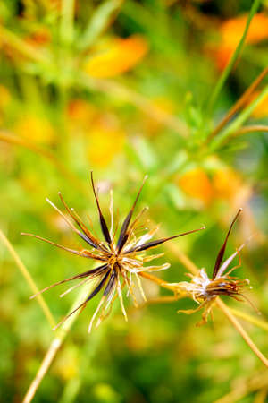 Grass flower in national parkの写真素材
