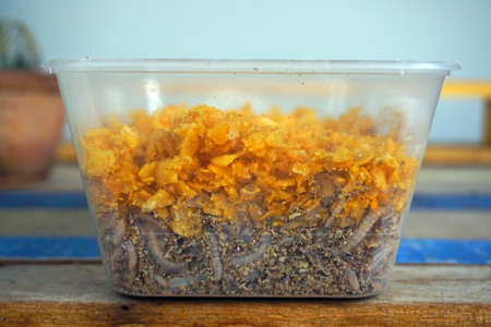 Breeding wax wormの写真素材