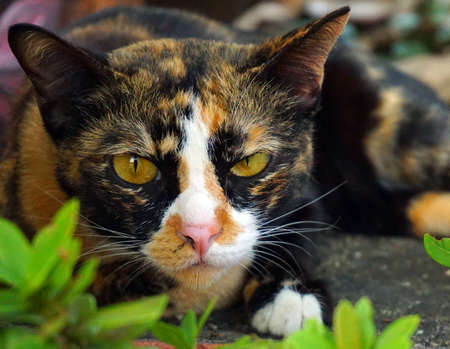 Three colors cat with her yelloe eyesの写真素材