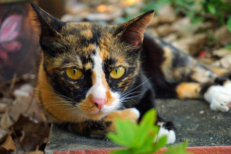 Three colors cat with her yelloe eyesの写真素材