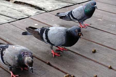 Closeup of a gray pigeon walking on the ground
