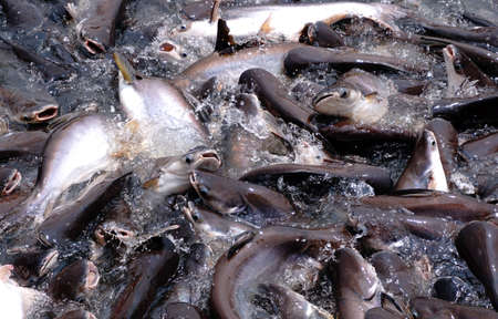 Many fish are fight over for food in riverの写真素材