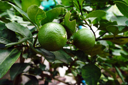 Fresh lime on treeの写真素材