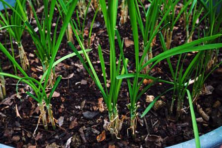 The green onions grow in gardenの写真素材