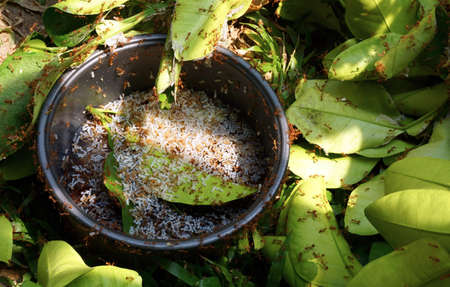 Ants carrying eggs escape from the grip of the hunt .の写真素材