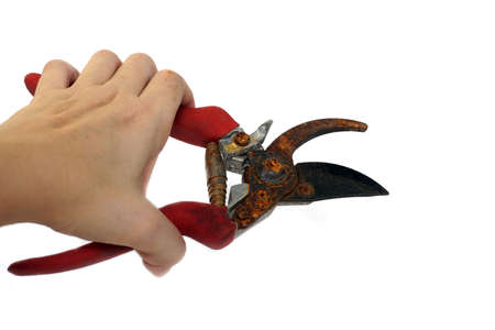 hand holding secateurs ,Pruning shears on white backgroundの写真素材