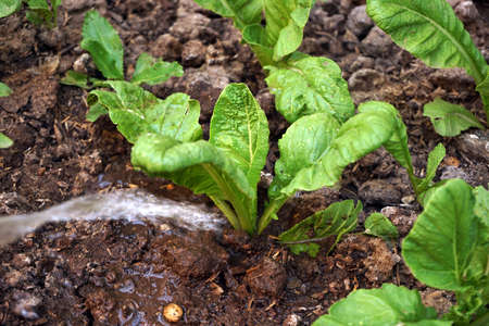 Watering small Plantの写真素材